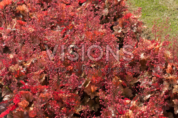 Heuchera Apricot Heuchera Apricot