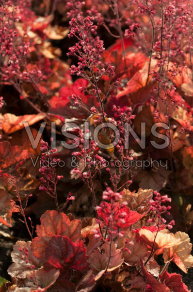 Heuchera Apricot Heuchera Apricot