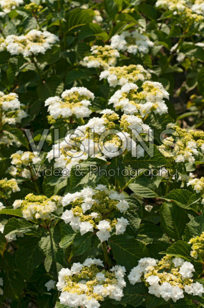 Hydrangea macrophylla Doppio Azzuro
