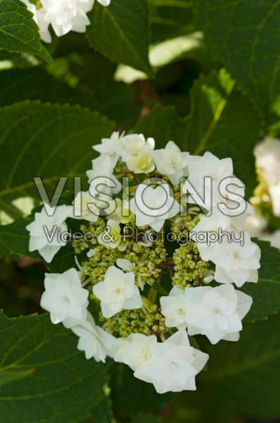 Hydrangea macrophylla Doppio Azzuro Hydrangea macrophylla Doppio Azzuro