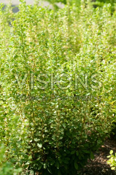 Berberis thunbergii Silver Pillar Berberis thunbergii Silver Pillar