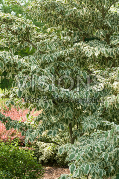 Cornus kousa Snowboy Cornus kousa Snowboy