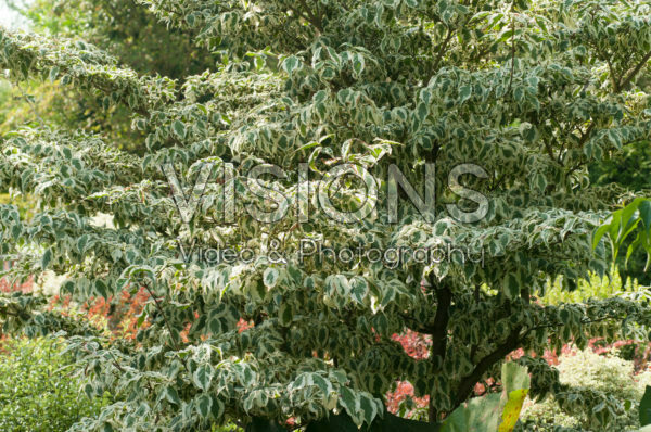 Cornus kousa Snowboy Cornus kousa Snowboy