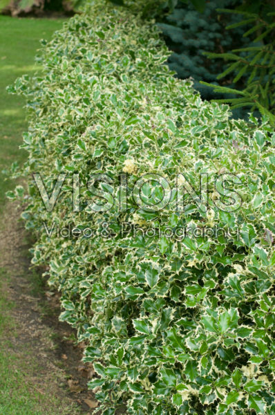 Ilex aquifolium Argentea Marginata Ilex aquifolium Argentea Marginata