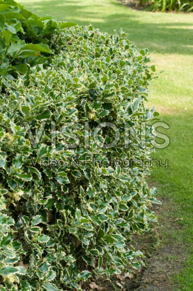 Ilex aquifolium Argentea Marginata