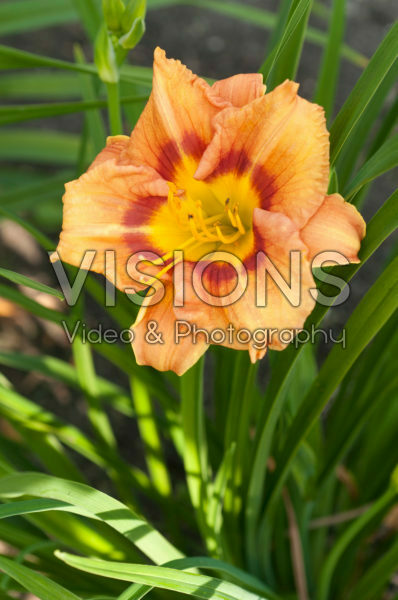 Hemerocallis Longfields Squirrel Hemerocallis Longfields Squirrel