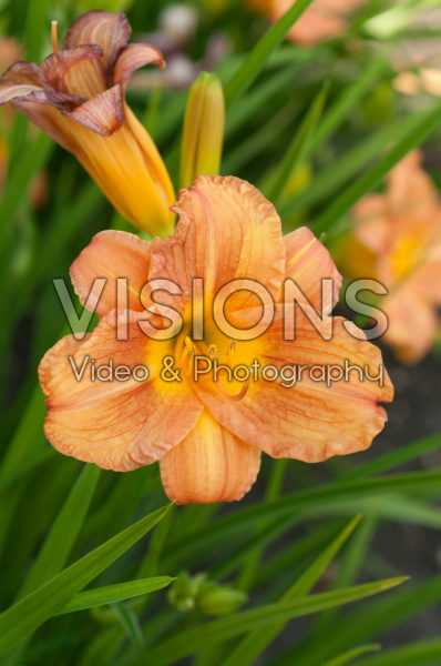 Hemerocallis Longfields Cavy Hemerocallis Longfields Cavy