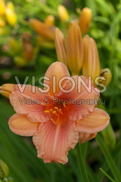 Hemerocallis EveryDaylily™ Pink Wing®