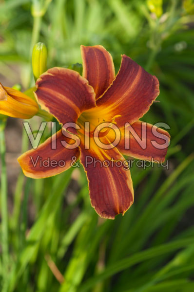 Hemerocallis EveryDaylily™ Red Ribs® Hemerocallis EveryDaylily™ Red Ribs®