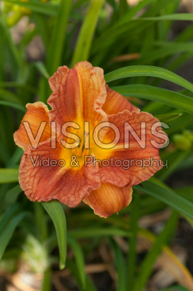 Hemerocallis Longfields Lizard Hemerocallis Longfields Lizard
