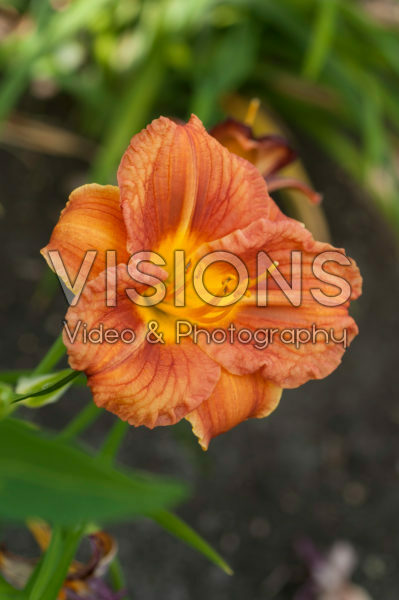 Hemerocallis Longfields Lizard