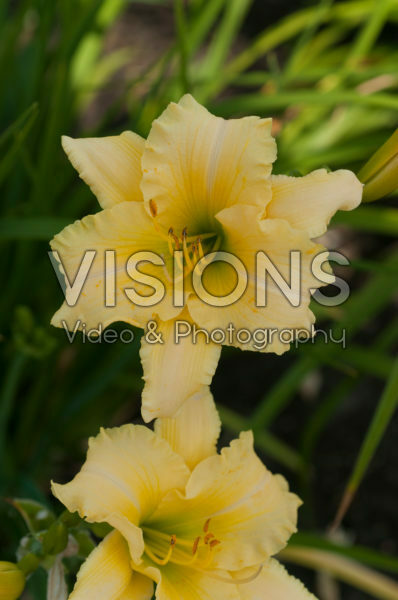 Hemerocallis Longfields Cream Hemerocallis Longfields Cream