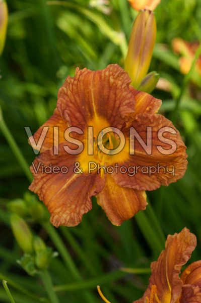 Hemerocallis HEM-2012-092 Hemerocallis HEM-2012-092