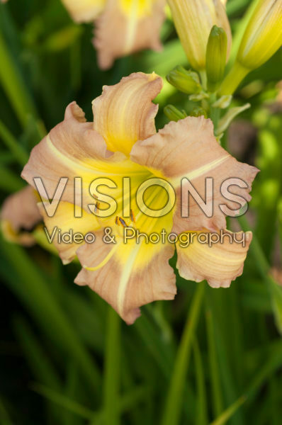 Hemerocallis EveryDaylily™ Pink Cream®