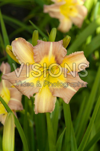 Hemerocallis EveryDaylily™ Pink Cream® Hemerocallis EveryDaylily™ Pink Cream®
