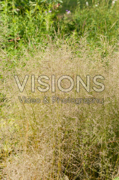 Deschampsia cespitosa Northern Lights Deschampsia cespitosa Northern Lights