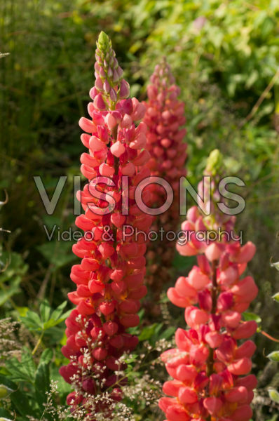 Lupinus Towering Inferno