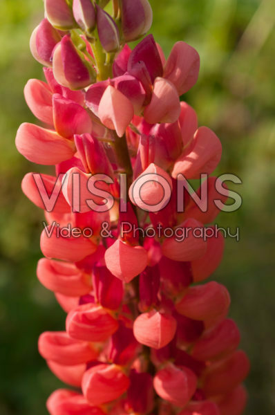 Lupinus Towering Inferno