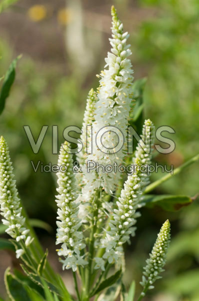 Veronica longifolia Charlotte Veronica longifolia Charlotte