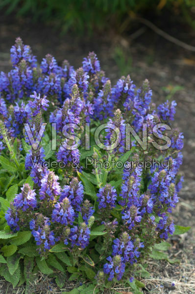 Salvia nemorosa Marcus