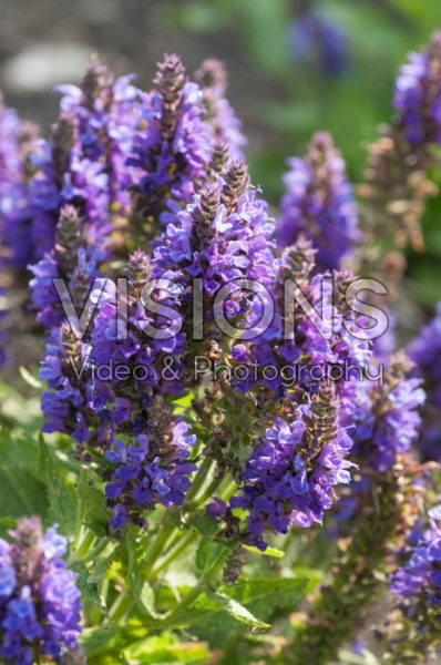 Salvia nemorosa Marcus Salvia nemorosa Marcus