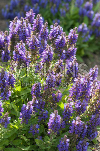 Salvia nemorosa Marcus Salvia nemorosa Marcus