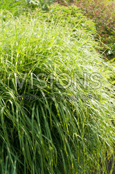 Miscanthus sinensis Little Zebra ®
