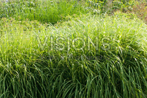 Miscanthus sinensis Little Zebra ® Miscanthus sinensis Little Zebra ®