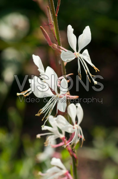 Gaura lindheimeri Whirling Butterflies Gaura lindheimeri Whirling Butterflies