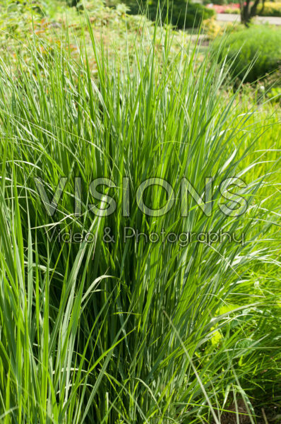 Panicum virgatum Northwind Panicum virgatum Northwind