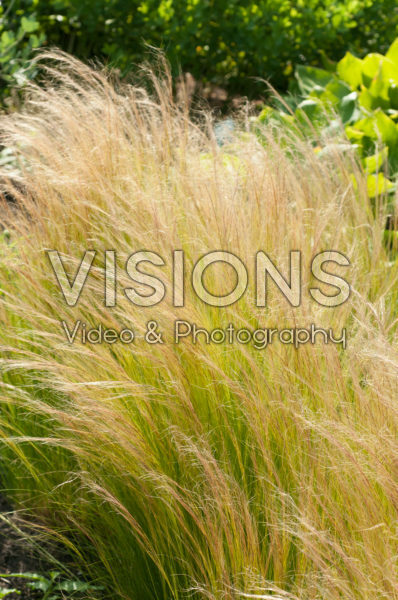 Stipa tenuissima