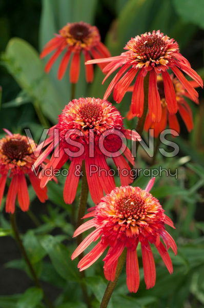 Echinacea Summer Salsa® Echinacea Summer Salsa®