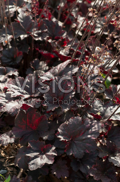 Heuchera Midnight Rose Heuchera Midnight Rose