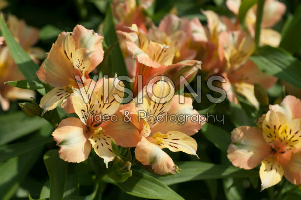 Alstroemeria Inca Ice Alstroemeria Inca Ice