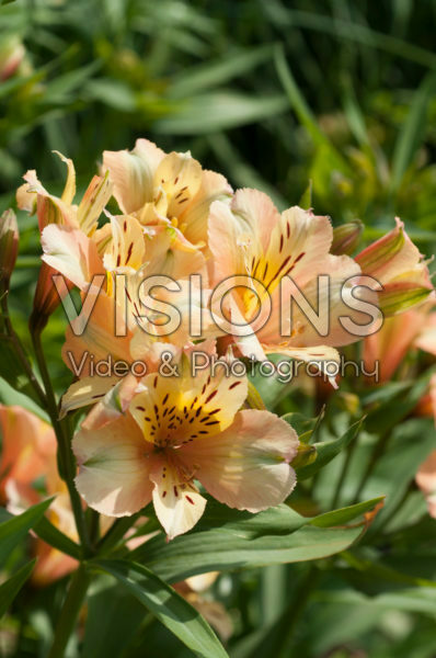 Alstroemeria Inca Ice Alstroemeria Inca Ice