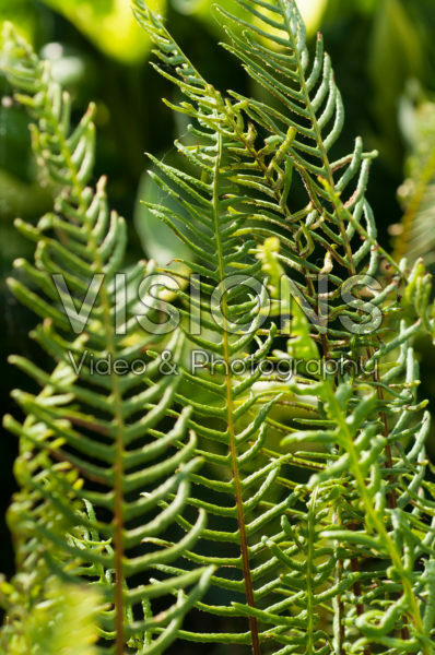 Blechnum spicant Blechnum spicant
