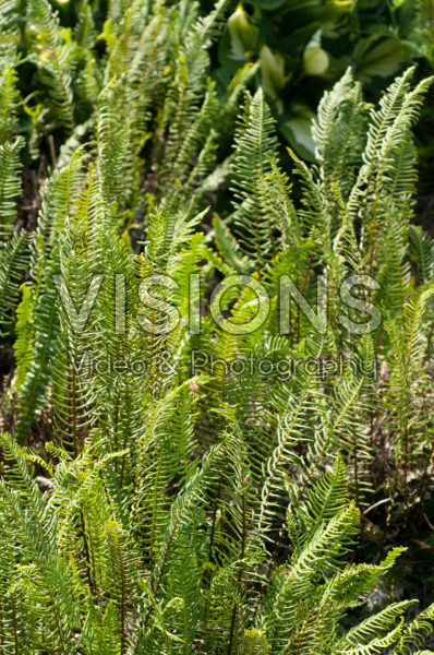 Blechnum spicant Blechnum spicant