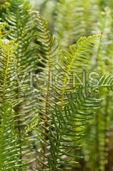 Blechnum spicant Blechnum spicant