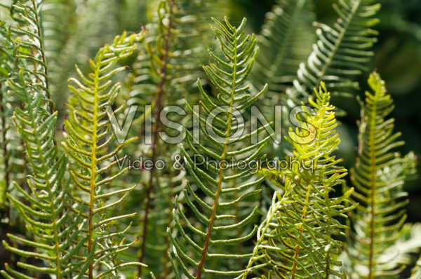 Blechnum spicant