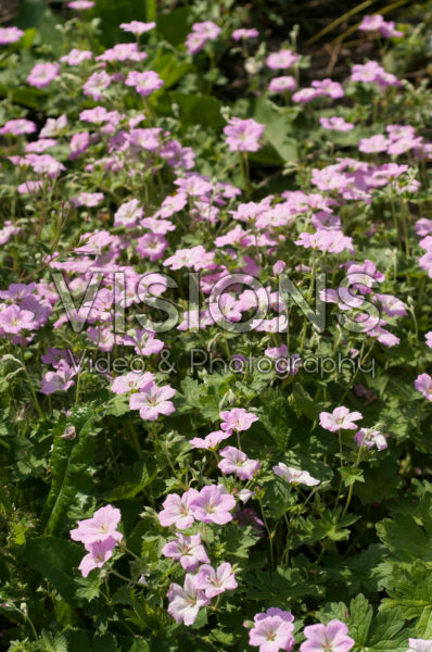Geranium x riversleaianum Mavis Simpson Geranium x riversleaianum Mavis Simpson