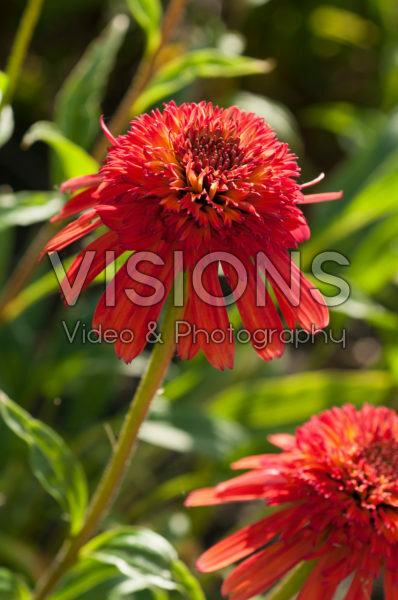 Echinacea Summer Samba