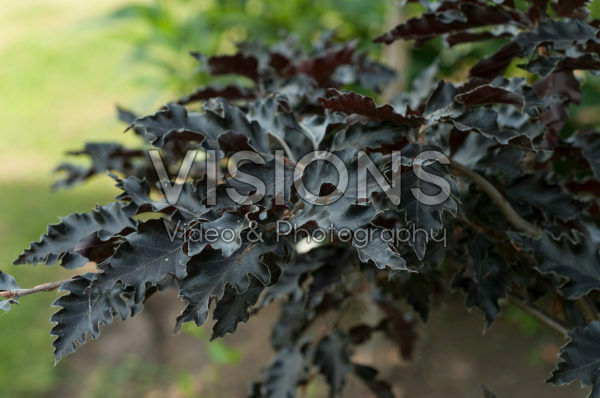 Fagus sylvatica Rohan Weeping Fagus sylvatica Rohan Weeping