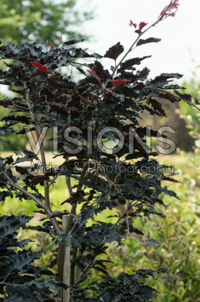 Fagus sylvatica Rohan Weeping Fagus sylvatica Rohan Weeping