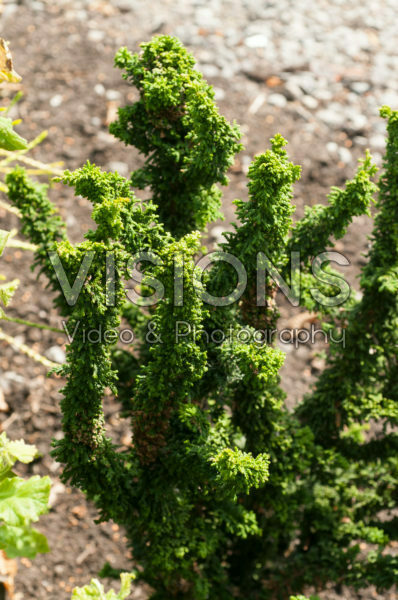 Chamaecyparis obtusa Sheriman