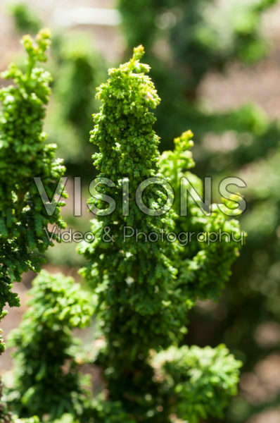 Chamaecyparis obtusa Sheriman Chamaecyparis obtusa Sheriman
