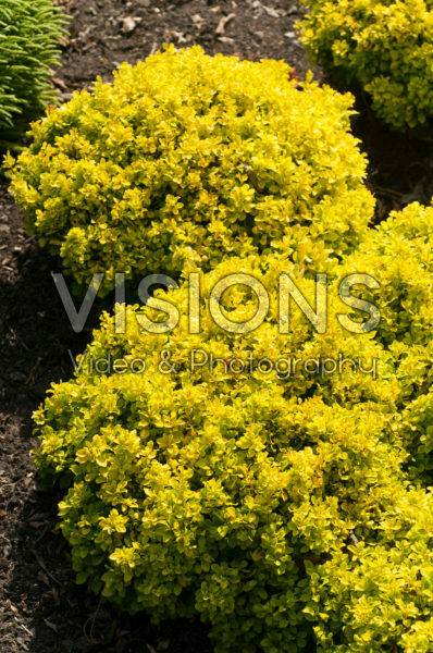 Berberis thunbergii Tiny Gold®