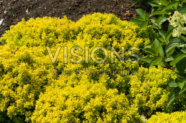 Berberis thunbergii Tiny Gold® Berberis thunbergii Tiny Gold®