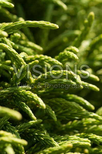 Cryptomeria japonica Little Champion Cryptomeria japonica Little Champion
