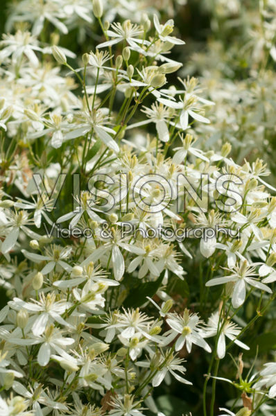 Clematis mandshurica Clematis mandshurica