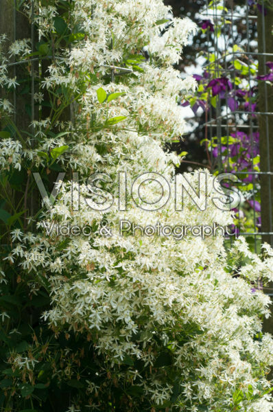 Clematis mandshurica